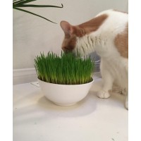 customsized Cat food Organic Cat Grass Growing kit with Organic Seed Mix, Organic Soil and Cat Planter